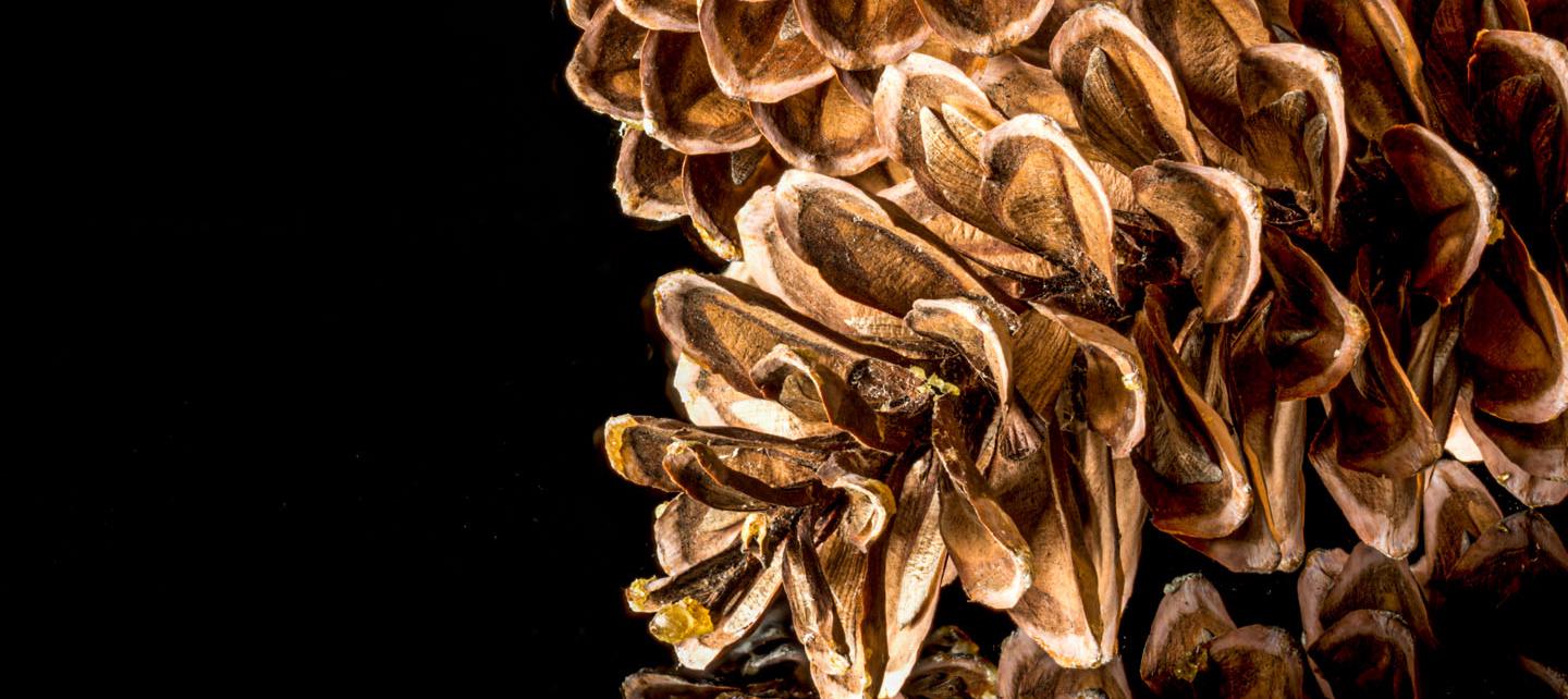 image from Macro photography with pine cones
